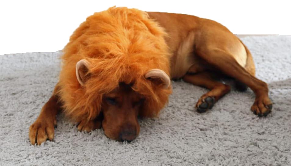 British Made Lion Mane Wig for Medium/Large Dogs, Adjustable Costume - Made in UK