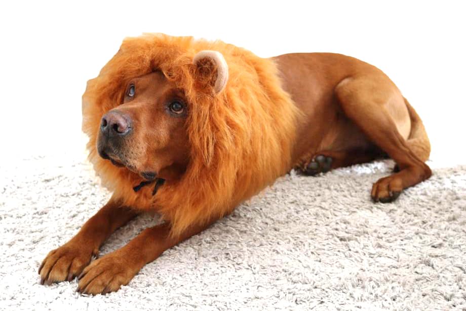 British Made Lion Mane Wig for Medium/Large Dogs, Adjustable Costume - Made in UK